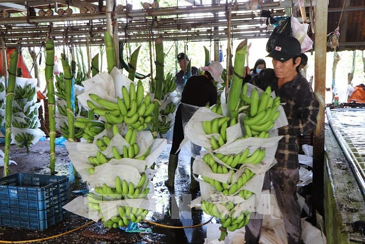 Fruit exports: When will Vietnam catch up with Thailand