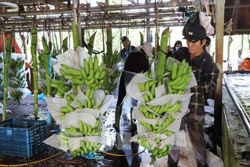 Fruit exports: When will Vietnam catch up with Thailand