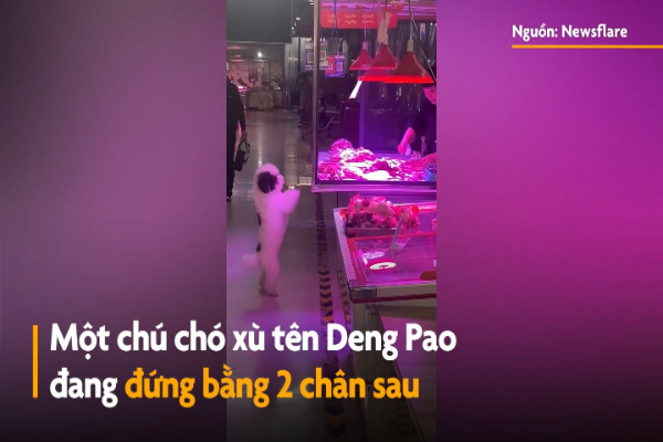 Chú chó đứng bằng hai chân để xin thức ăn