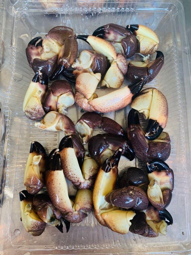 Vì sao nhiều người săn lùng mua loại cua cứng như đá, chỉ ăn được càng? ảnh 3