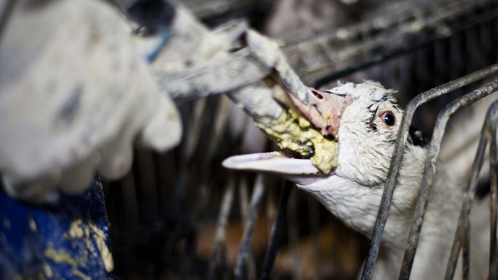 “Nga ngua” su that dang sau mon gan ngong phuc vu dai gia-Hinh-5