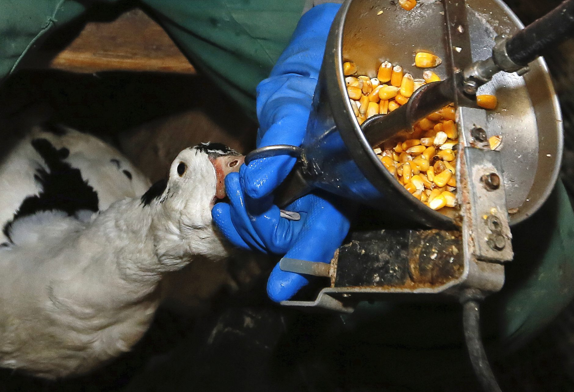 “Nga ngua” su that dang sau mon gan ngong phuc vu dai gia-Hinh-6