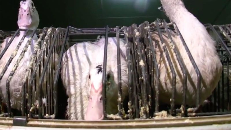 “Nga ngua” su that dang sau mon gan ngong phuc vu dai gia-Hinh-9