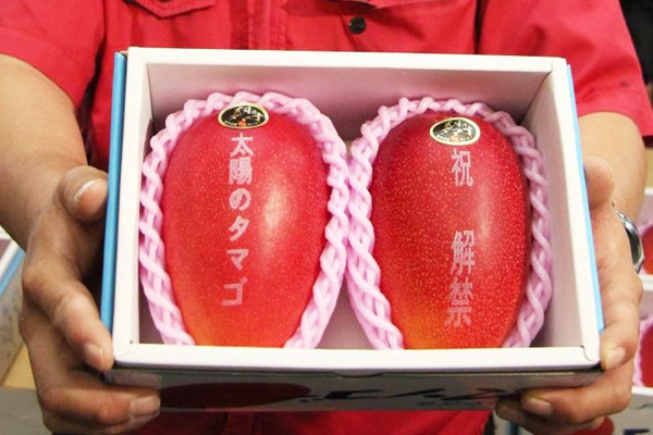 Quá trình 'trăm bước' tạo ra loại xoài trứng Mặt trời giá gần 50 triệu một quả