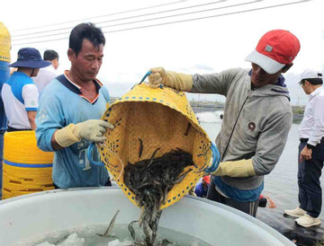 Saline intrusion hits Mekong Delta's agro-fishery sector
