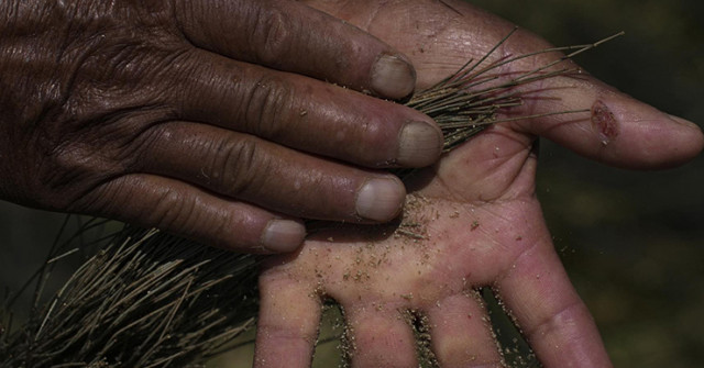 Trứng ruồi được ví như đồ ăn của các vị thần