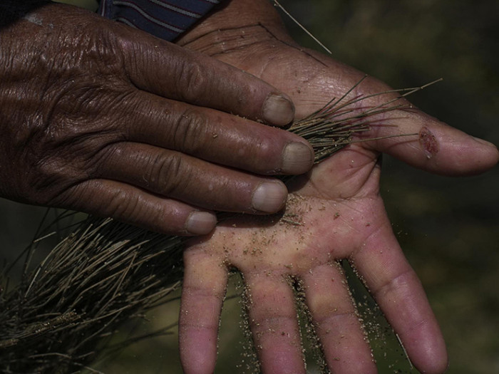 Trứng loại ruồi này được ví như “đồ ăn dành cho các vị thần”, sánh ngang trứng cá muối 3