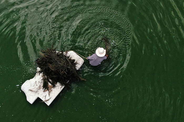 Trứng loại ruồi này được ví như “đồ ăn dành cho các vị thần”, sánh ngang trứng cá muối 1