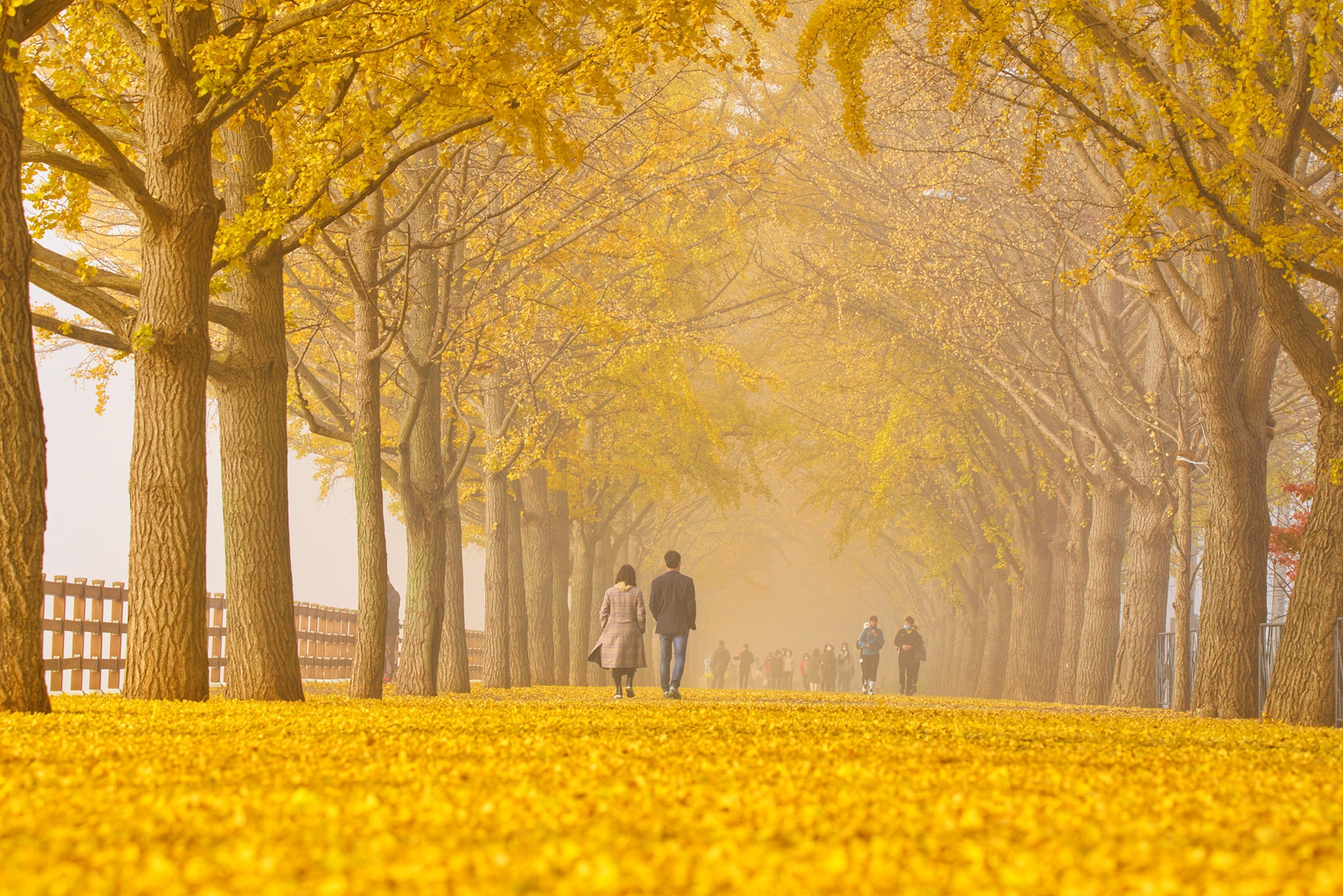 Mùa thu Hàn Quốc vàng đẹp như những thước phim