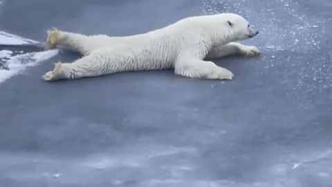 Cách di chuyển kỳ lạ của gấu Bắc Cực trên lớp băng mỏng