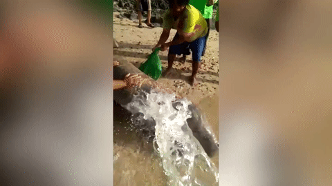 Dân làng giải cứu con cá bò biển trôi dạt vào bờ biển