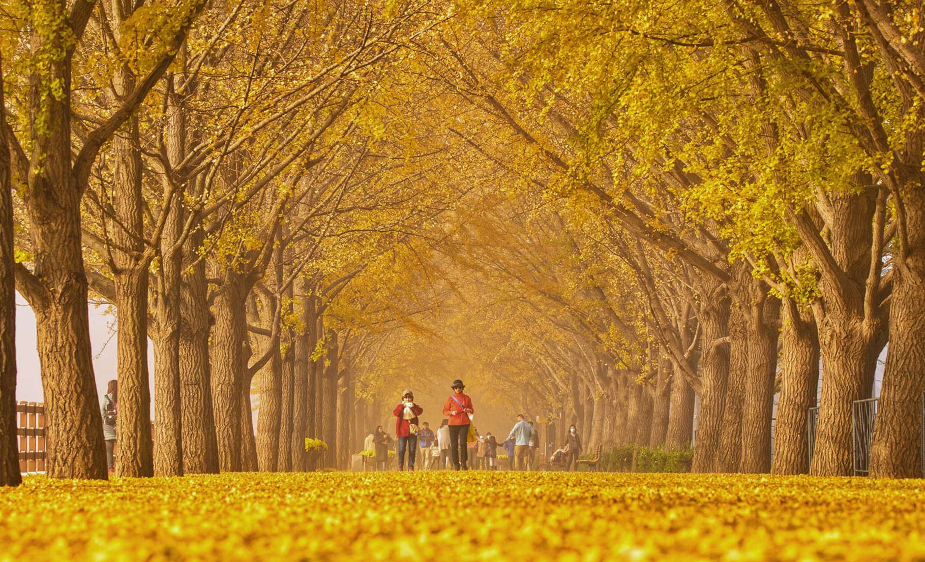 Theo chân người Việt ở Hàn Quốc đi săn cảnh thu vàng đẹp như những thước phim