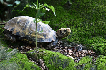 Rare turtle species discovered at Pu Hu Nature Reserve