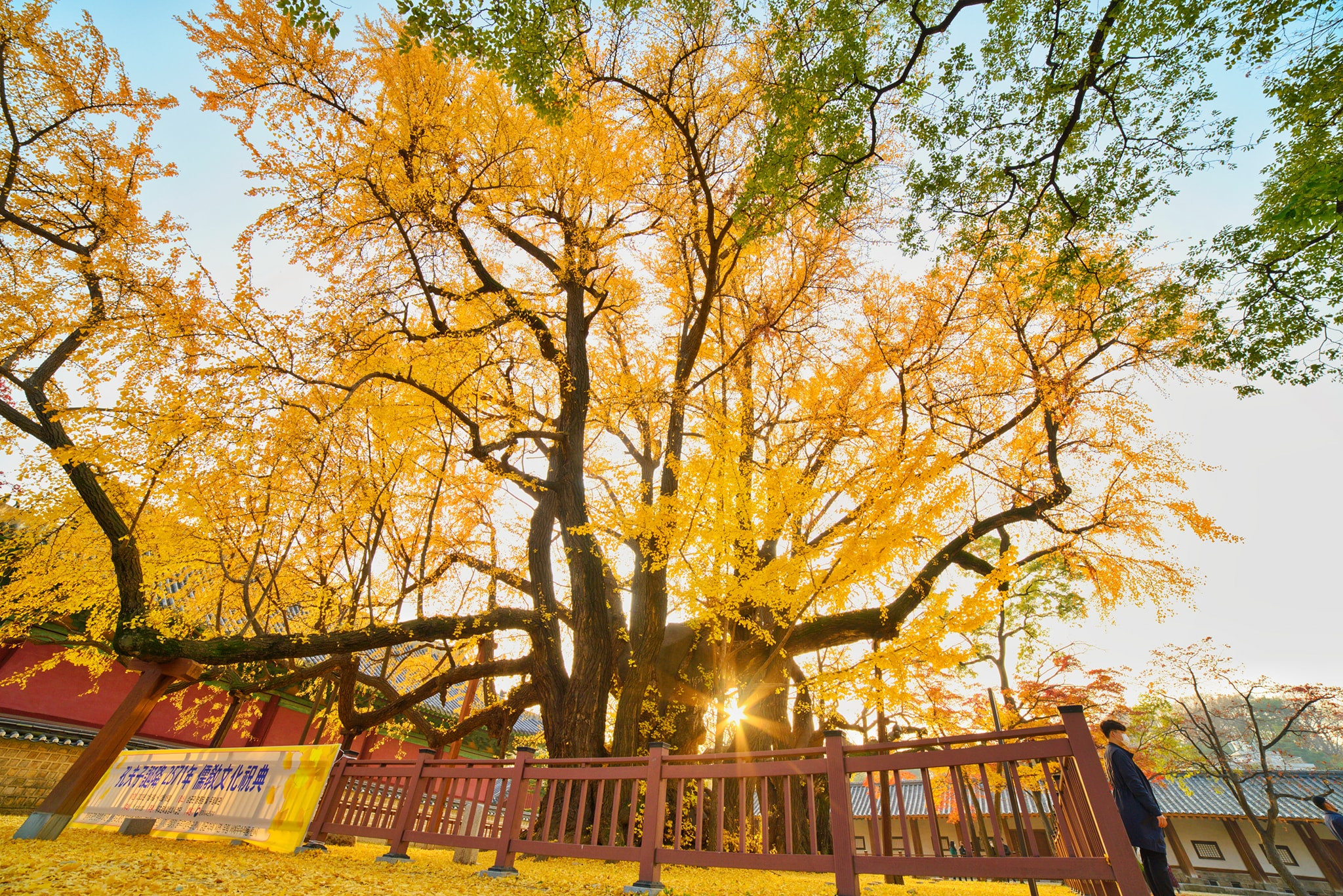 Mùa thu Hàn Quốc: Tận hưởng khí trời mát mẻ và sắc thu tuyệt đẹp ở Hàn Quốc. Cảnh quan núi rừng thay đổi màu sắc, lễ hội chào đón mùa thu và ẩm thực đặc sắc sẽ làm say đắm lòng du khách.