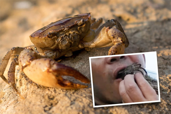 Người đàn ông nguy kịch sau khi ăn cua sống để ‘trả thù’ cho con