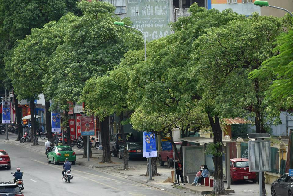 Hà Nội tính di dời 80 cây hoa sữa trên đường Nguyễn Chí Thanh