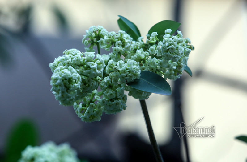 Tại sao nhiều người đau đầu, chóng mặt khi ngửi mùi hoa sữa?