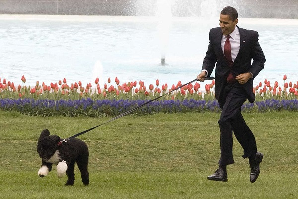 Những điều thú vị về thú cưng của các đời Tổng thống Mỹ