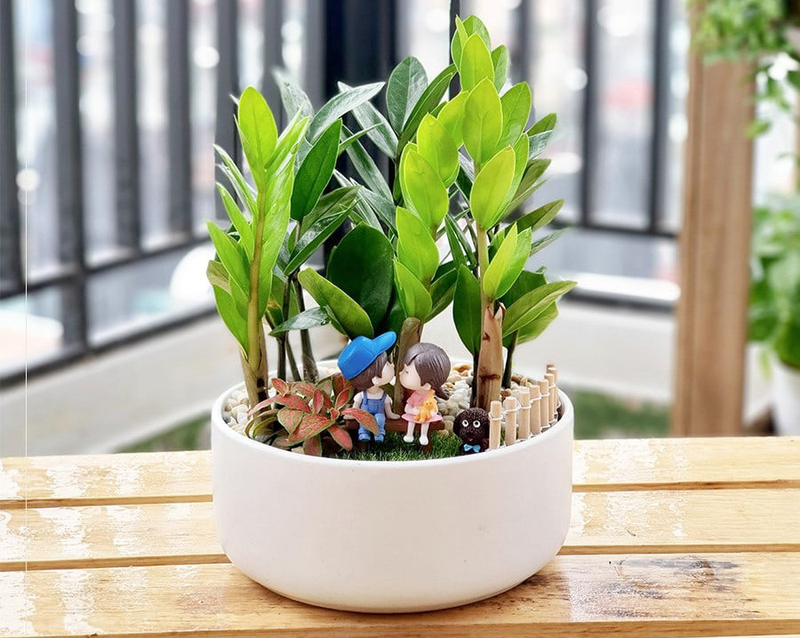 Ý nghĩa phong thuỷ và cách trồng cây kim tiền