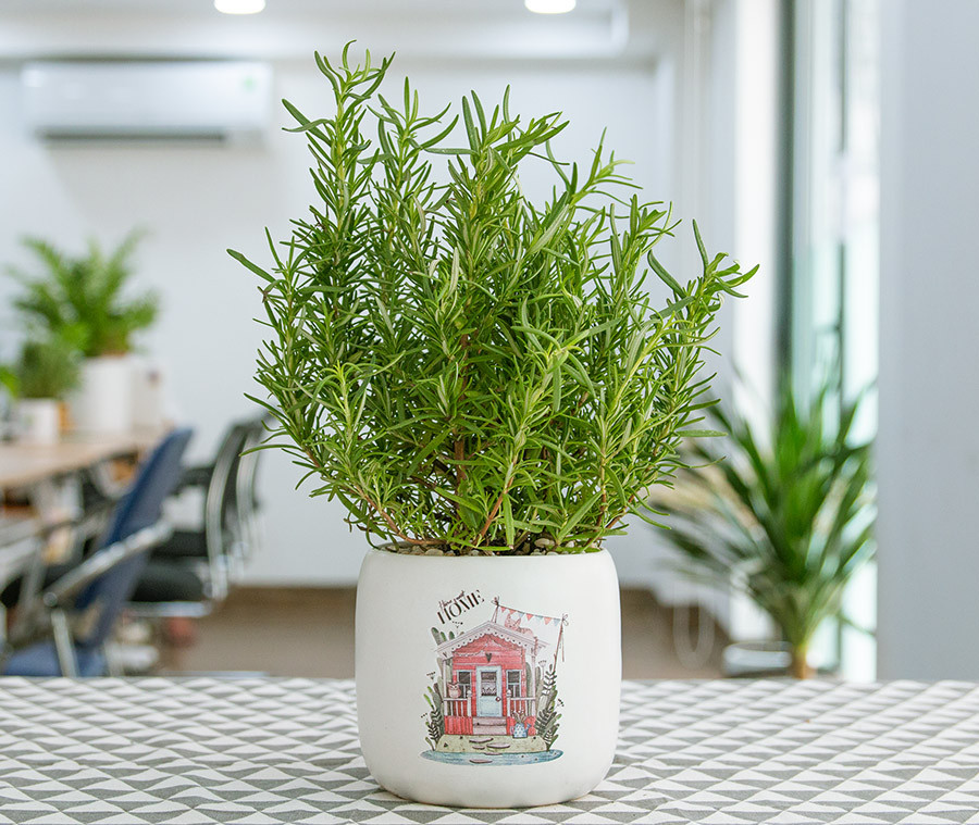 Ý nghĩa phong thuỷ và cách trồng cây hương thảo