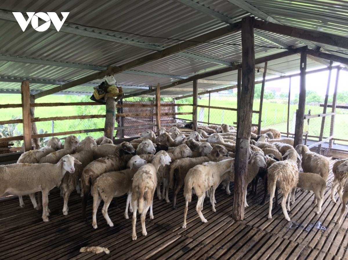 nguoi phu nu cham kiem hon nua ty moi nam tu nang, gio ninh thuan hinh anh 2