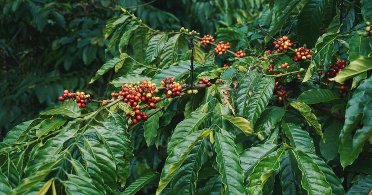 Seven must-visit destinations in Vietnam for coffee connoisseur