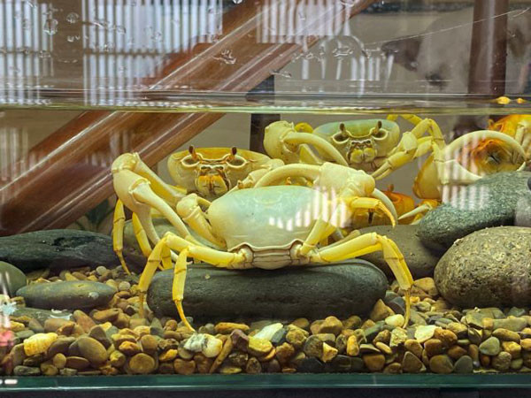 Colorful crabs raised as pets by animal lover