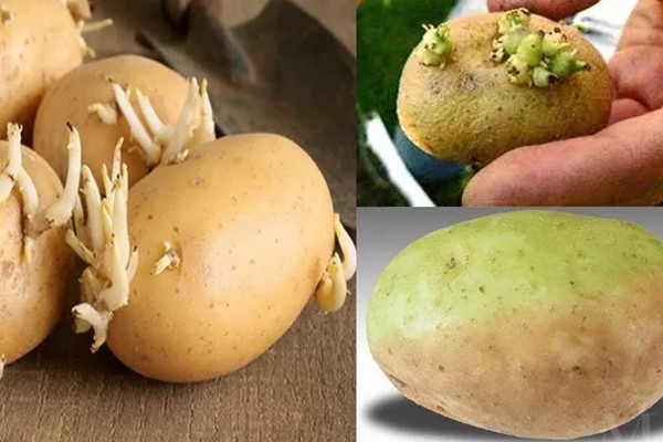 Hạ độc chính mình nếu ăn trúng 2 loại rau củ vị đắng thường gặp này khi mưa bão, giao mùa