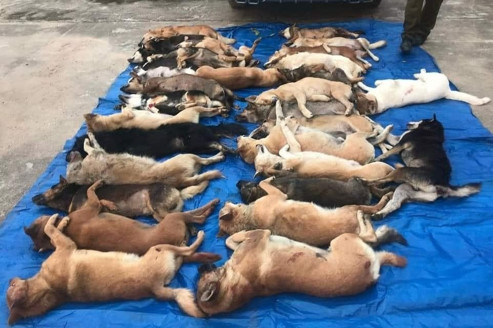 Bắt gã trai đi xế hộp trộm 38 con chó nhét trong cốp xe