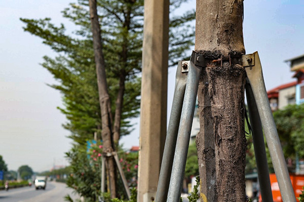 Hãi hùng cảnh chăm cây xanh kiểu dùng gông sắt 'thít cổ' ở Hà Nội