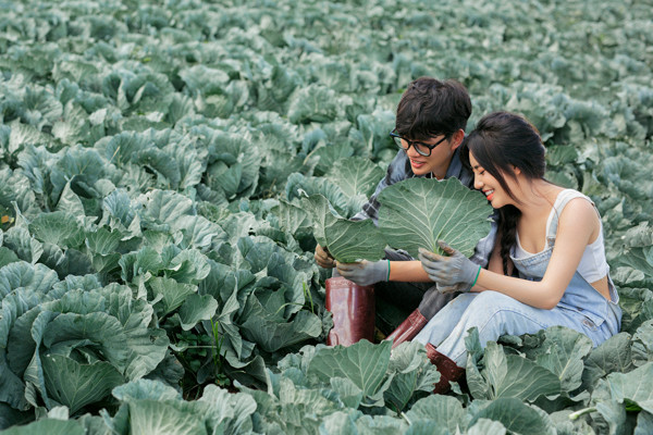 Chàng trai khởi nghiệp làm nông, chụp ảnh cưới trên vườn bắp cải tự trồng