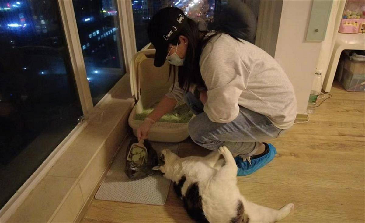 Cô gái kiếm gần 2 triệu/ngày nhờ công việc cho mèo ăn