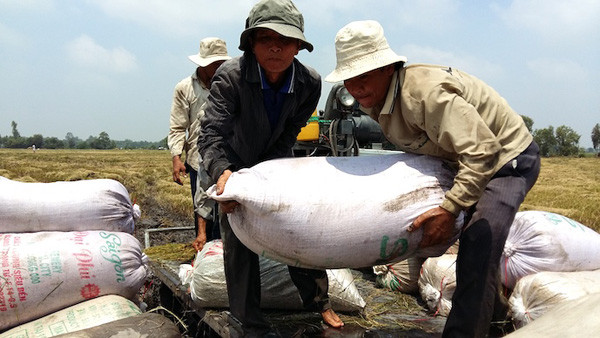 Vietnam rice prices surge on Indian rice export restrictions