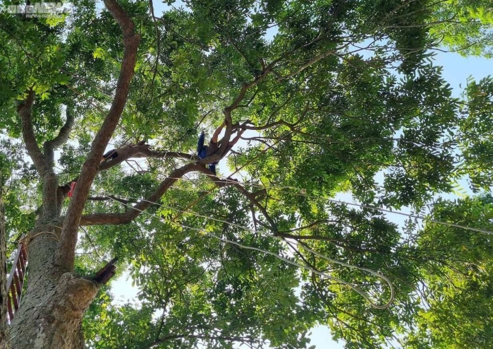 Trèo lên ngọn cây thu hoạch 'vàng đen', nông dân bỏ túi hàng trăm triệu đồng