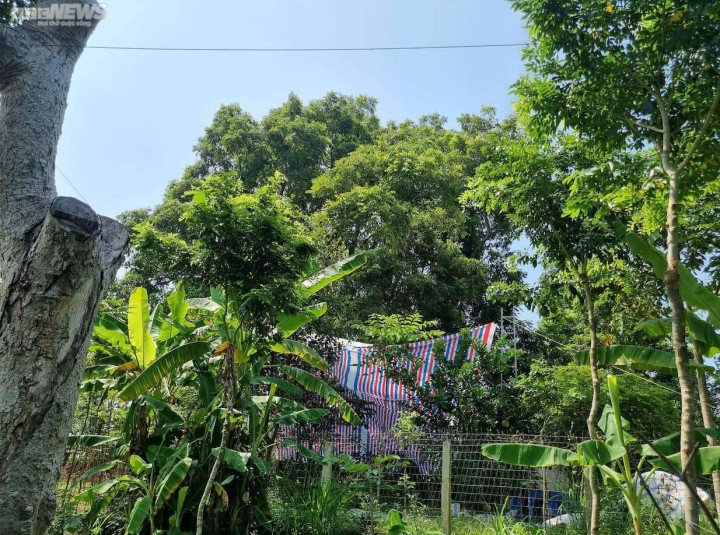 Trèo lên ngọn cây thu hoạch 'vàng đen', nông dân bỏ túi hàng trăm triệu đồng - 1