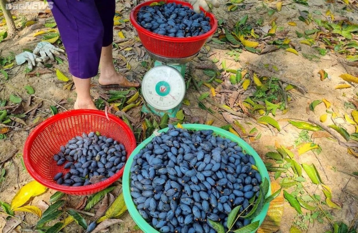 Trèo lên ngọn cây thu hoạch 'vàng đen', nông dân bỏ túi hàng trăm triệu đồng - 11