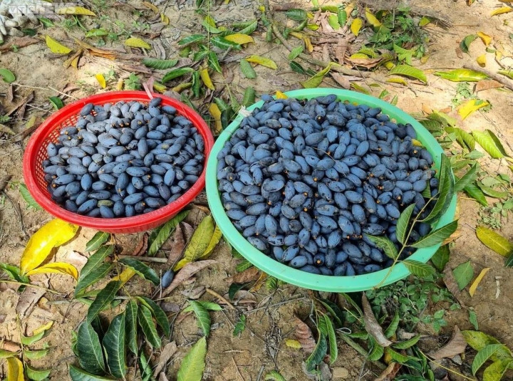 Trèo lên ngọn cây thu hoạch 'vàng đen', nông dân bỏ túi hàng trăm triệu đồng - 4