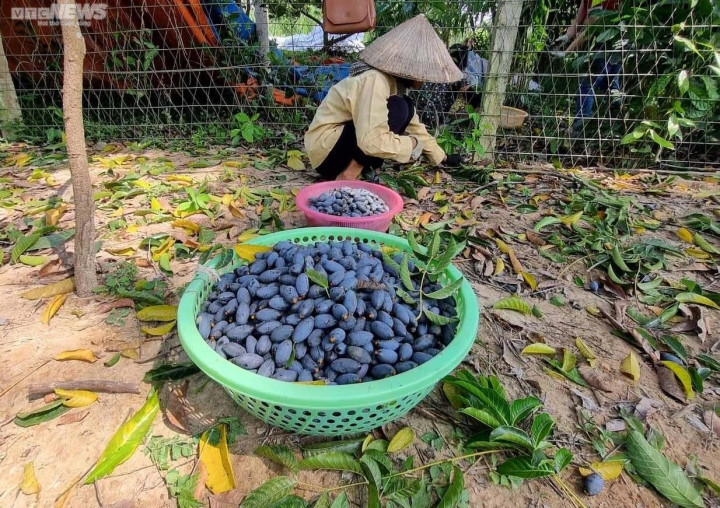 Trèo lên ngọn cây thu hoạch 'vàng đen', nông dân bỏ túi hàng trăm triệu đồng - 7