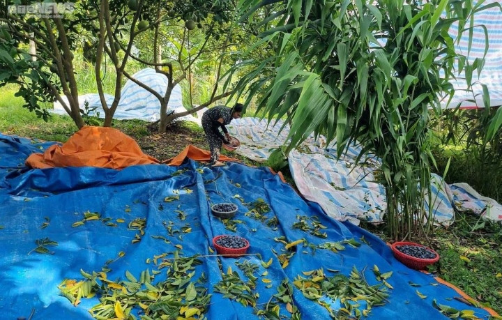 Trèo lên ngọn cây thu hoạch 'vàng đen', nông dân bỏ túi hàng trăm triệu đồng - 10