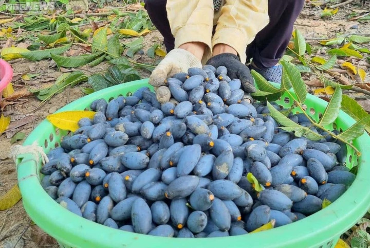 Trèo lên ngọn cây thu hoạch 'vàng đen', nông dân bỏ túi hàng trăm triệu đồng - 6