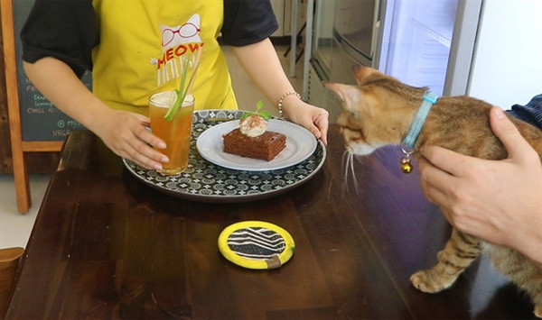 Cafe helps with stray cat adoption in HCM City