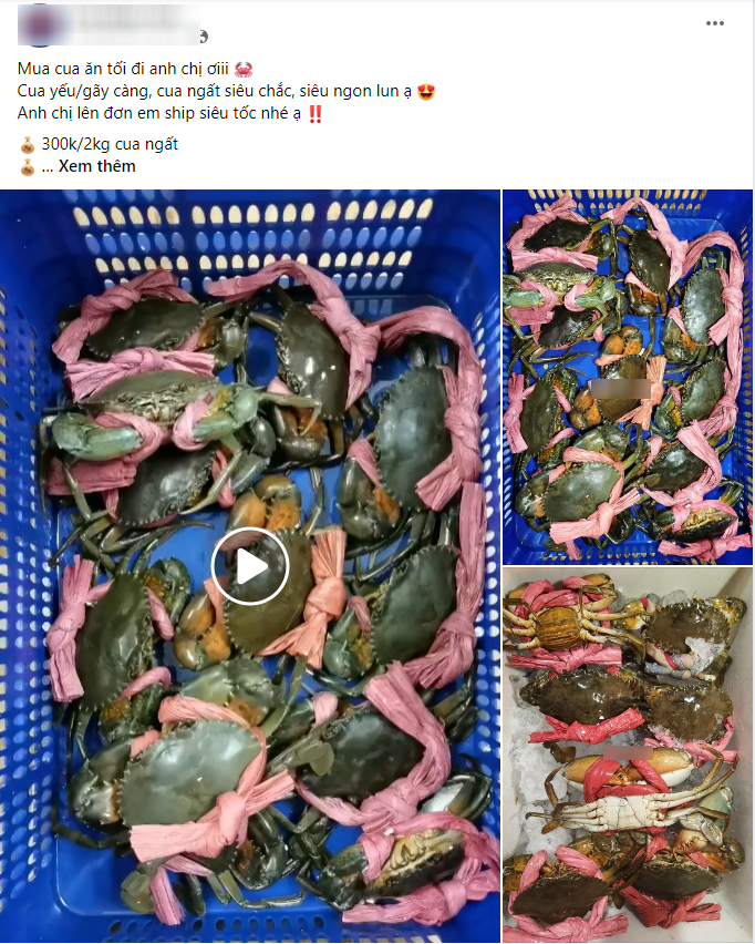 Hội chị em chi bạc triệu săn hải sản bị thương, hấp hối ở Hà Nội - 1