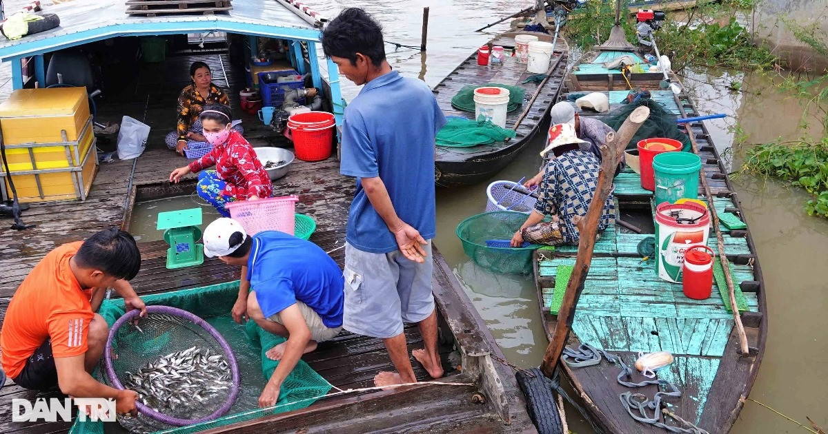 Kỳ lạ phiên chợ lênh đênh giữa đồng, bán đặc sản 'vạn người mê'