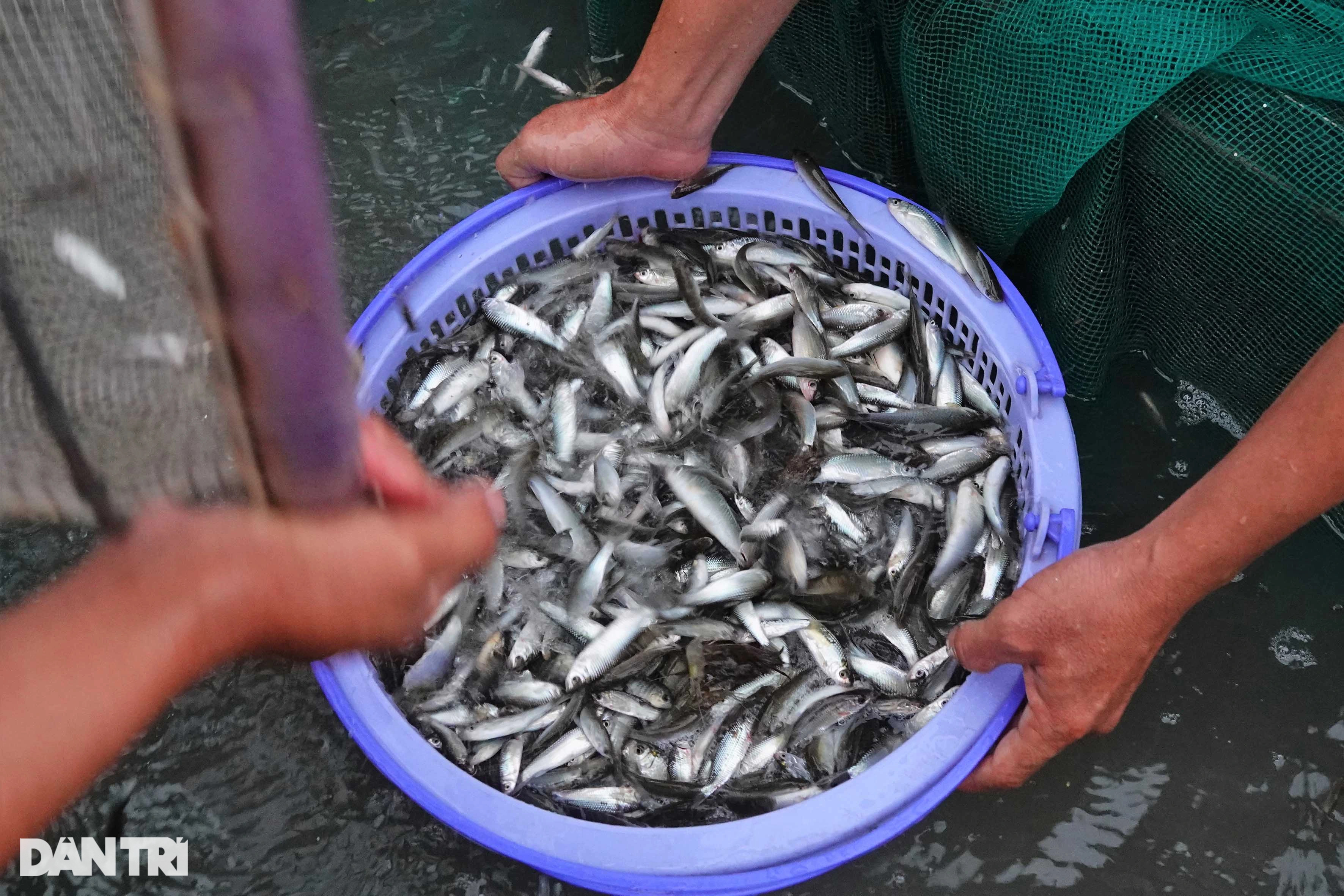 Kỳ lạ phiên chợ lênh đênh giữa đồng, bán đặc sản vạn người mê - 10