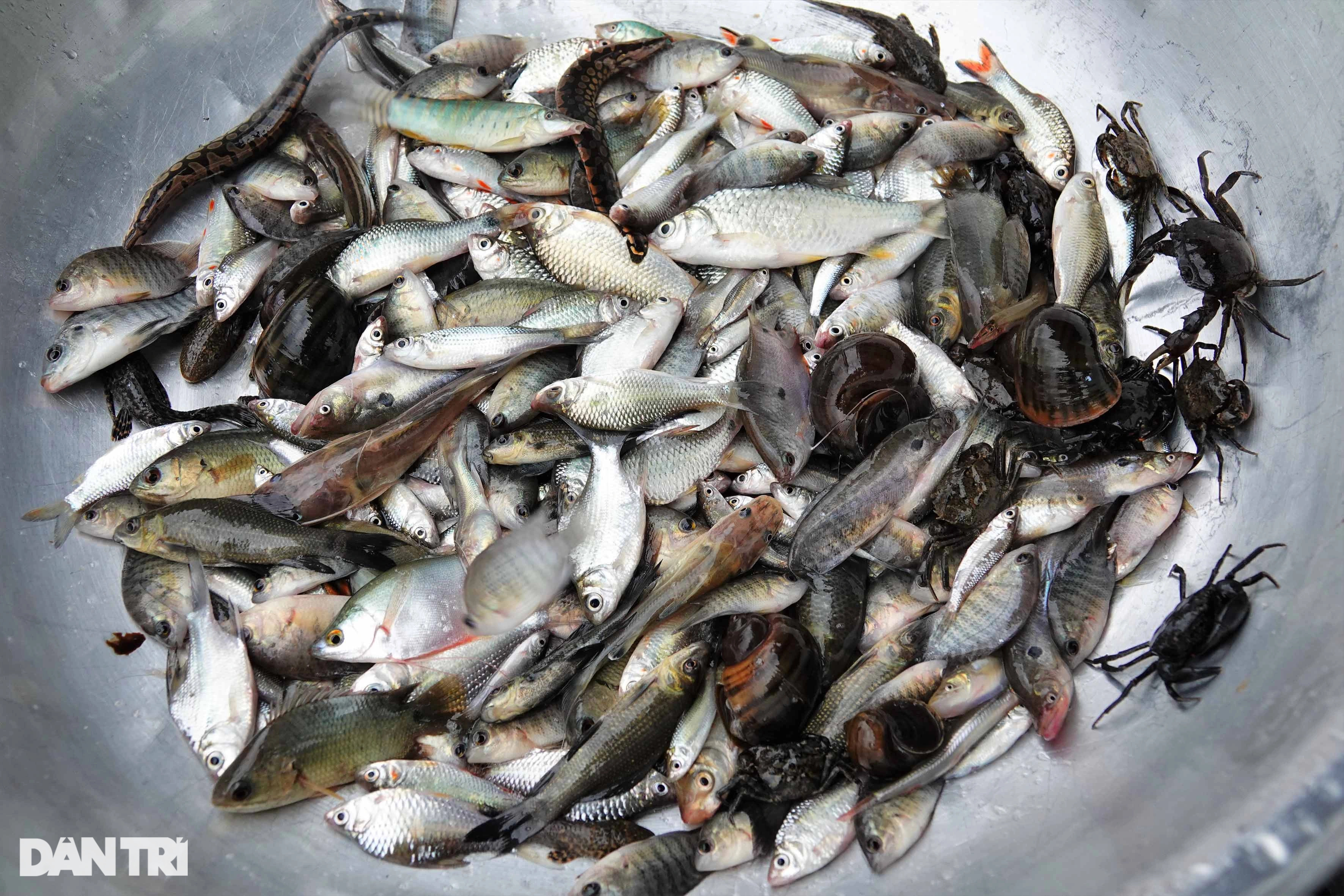 Kỳ lạ phiên chợ lênh đênh giữa đồng, bán đặc sản vạn người mê - 11