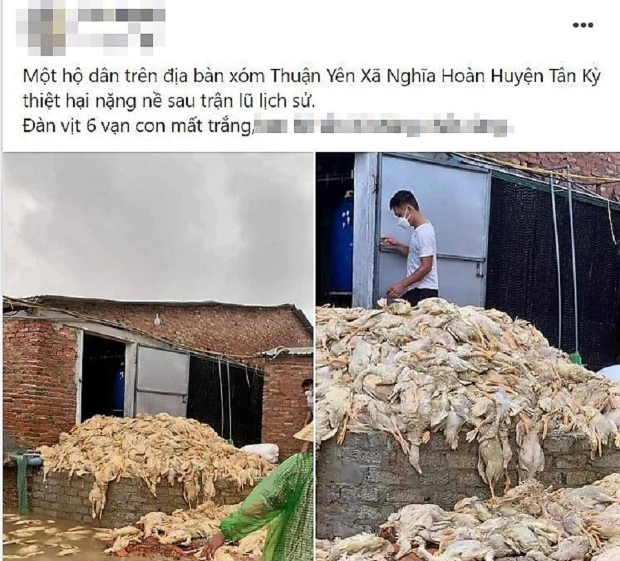 Thực hư hình ảnh 6 vạn con vịt chết chất đống do mưa lũ ở Nghệ An