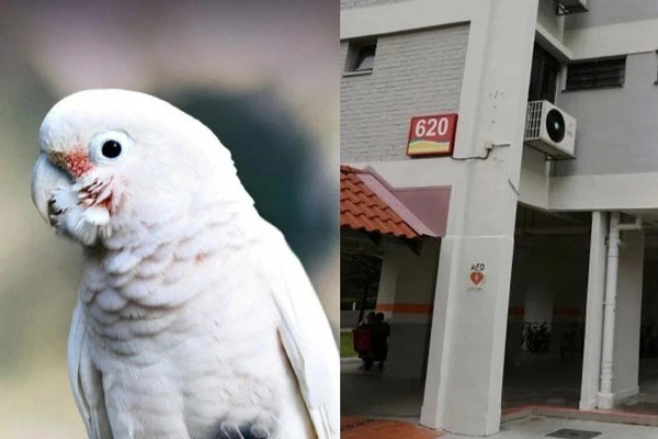 Bán nhà vì con vẹt của hàng xóm quá ồn ào