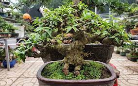 Bonsai tí hon giá đắt đỏ, có cây lên tới cả trăm triệu đồng