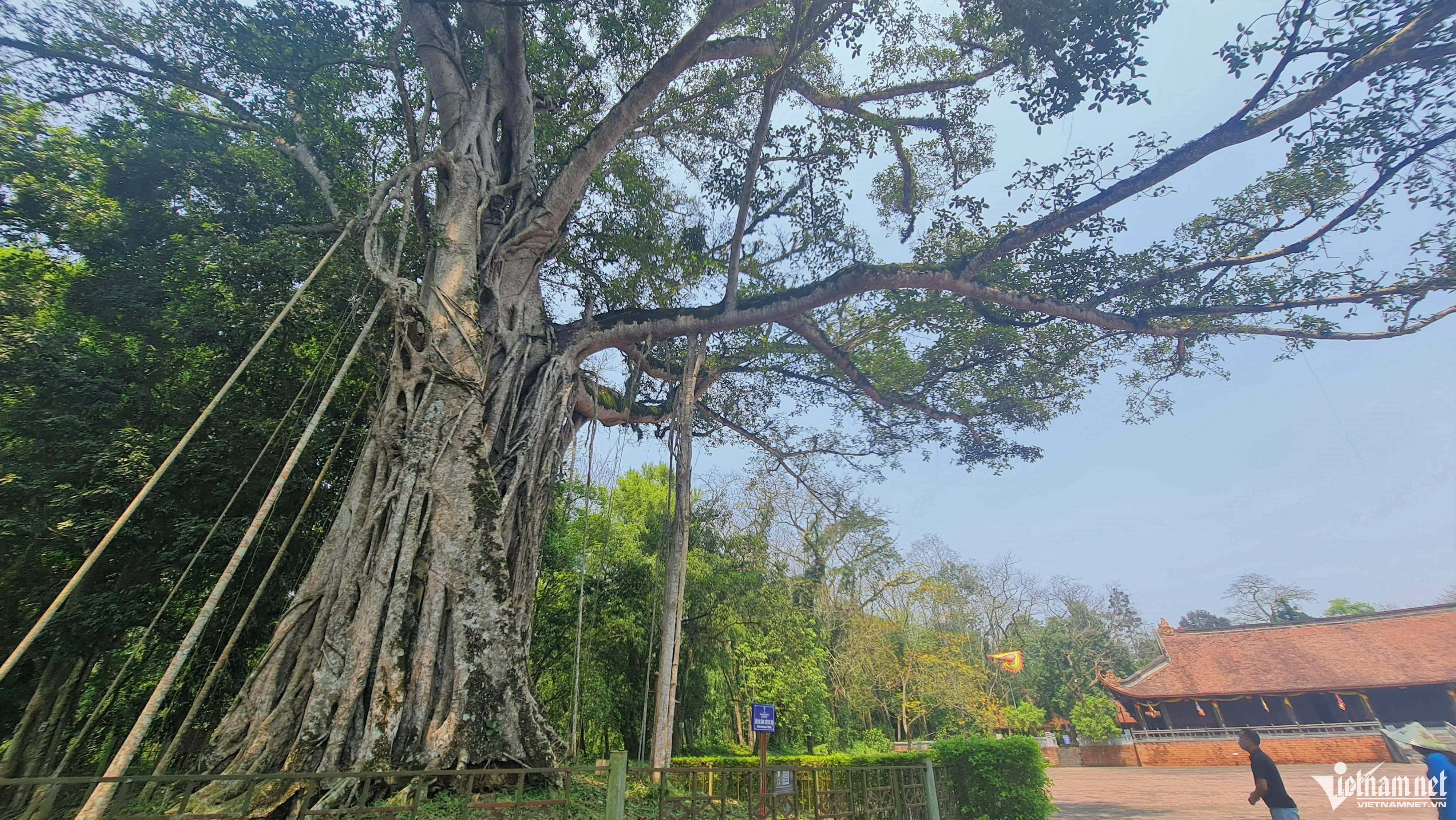 'Cây đa ôm cây thị' 300 năm tuổi hồi sinh ở vùng đất thiêng