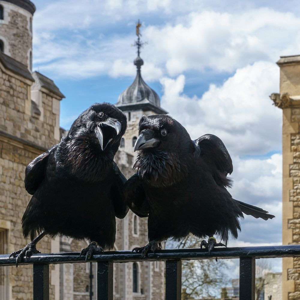 Truyền Thuyết Về Loài Quạ Đen Bảo Vệ Tháp London Và Nước Anh Khỏi Sụp Đổ
